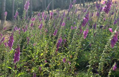 Fewo Allezeit Sauerland - Foto 8