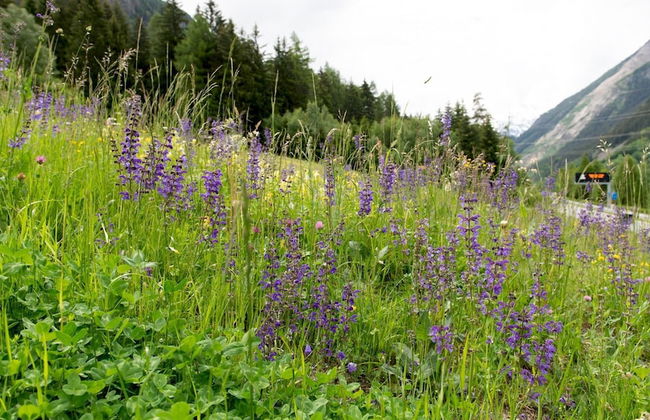 Villa Tola - Violetto - Photo 12