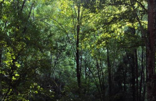 Rustic Holiday Home in Ortignano with Swimming Pool - Foto 74