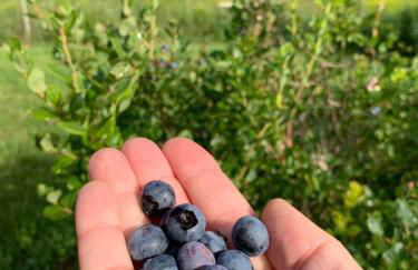 The Disco Den on Toad Road - Photo 33