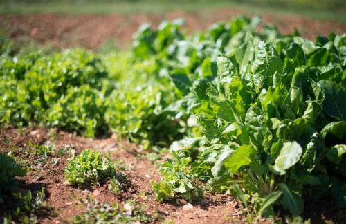 Apartment with Terrace in Filipana - Foto 25