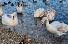 Villa Ange Azur 2 - Foto 26