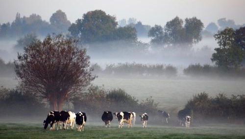 Hook Farm Cottages - Foto 5