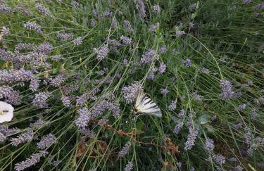 Apartment Bellavista - Foto 34