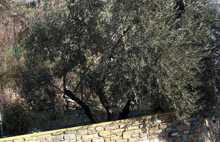 καλύβη - Foto 24