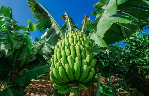 CASA EMBLEMÁTICA MARUCA y LELI - Foto 42