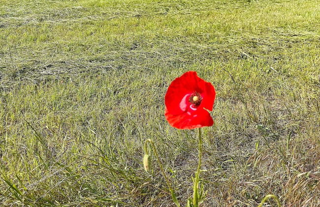 5 Person Holiday Home in Loderup-by Traum - Foto 14