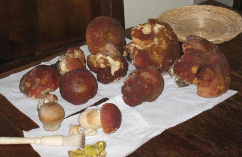 Casa nel bosco alle Macinaie - Foto 27