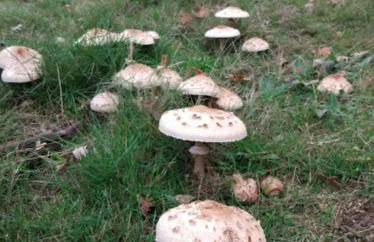 Quinta do Borges 2 - Foto 16