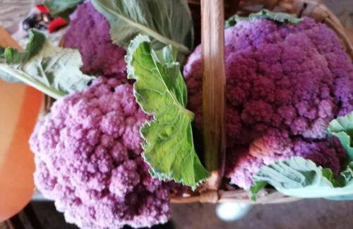 Agriturismo Caruggiu di via vecchia - Foto 72