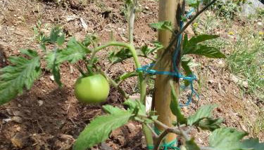 Perky Roses Home, Mountain Meets Sea in Milies, Pelion - Foto 5, Garden, Garden view