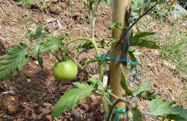 Perky Roses Home, Mountain Meets Sea in Milies, Pelion - Foto 5