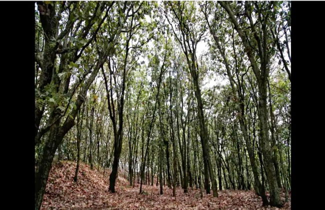 Loft Tree House 1 by Kivoya - Foto 10