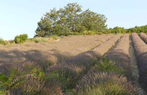 Maison de campagne La Teranga au coeur du Luberon - Photo 12