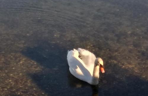 Sweet Home - Foto 37