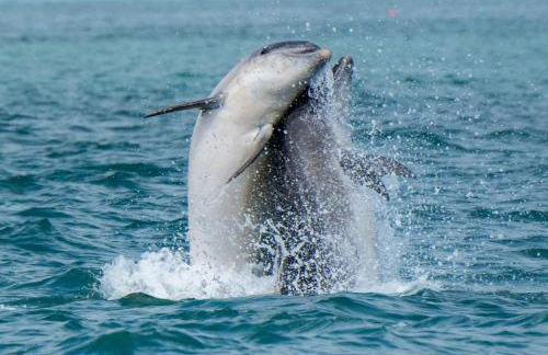 Synod Farm Cottage, 5 Person Hot Tub, Pets Welcome - Photo 44