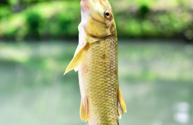 #1 Son's Geronimo - Birdhouse Cabin - Foto 22