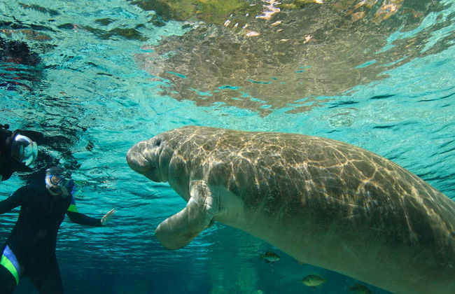 Immersione nel Rainbow River - Foto 1