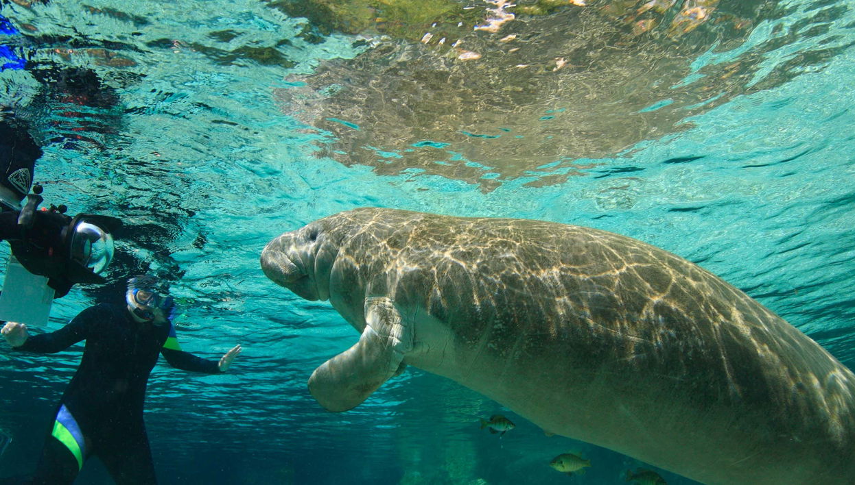 Immersione nel Rainbow River