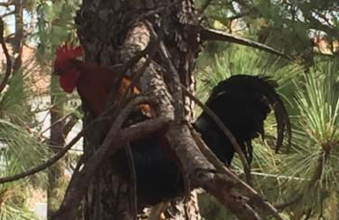 El Mirador - Foto 19