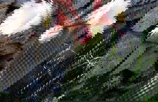 Tia Maria Country Inn - Foto 52