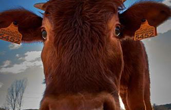 La Masía de Navas - Photo 20