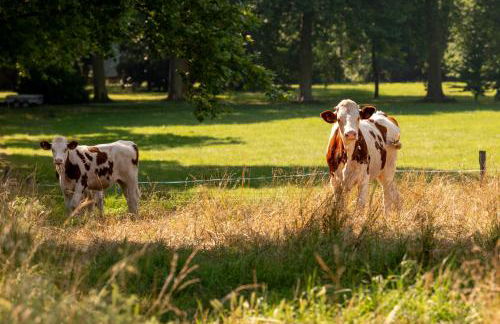 Ferrassou - château et ferme - Foto 47