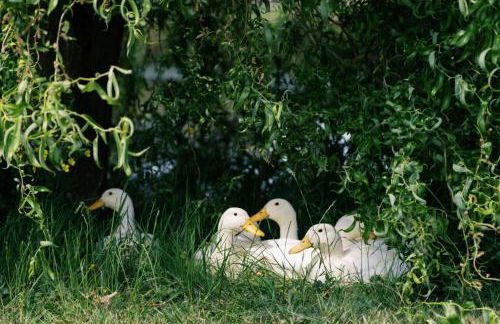 Shepherd's Hut- Hot Tub- Wellness Spa- Wood Burner - Foto 35
