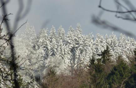 Haus Wald-Eck - Foto 31