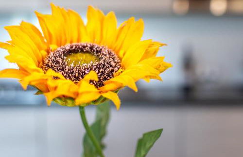 Sunflower con vista su Siena - Foto 41