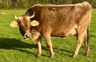 Alte Schmiede - Photo 26