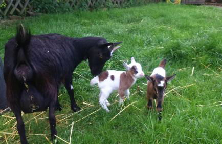 Ferienhof Heidemann - Foto 15