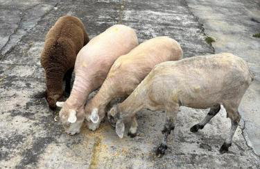 Casa do Bem Estar Picada Café - Foto 33