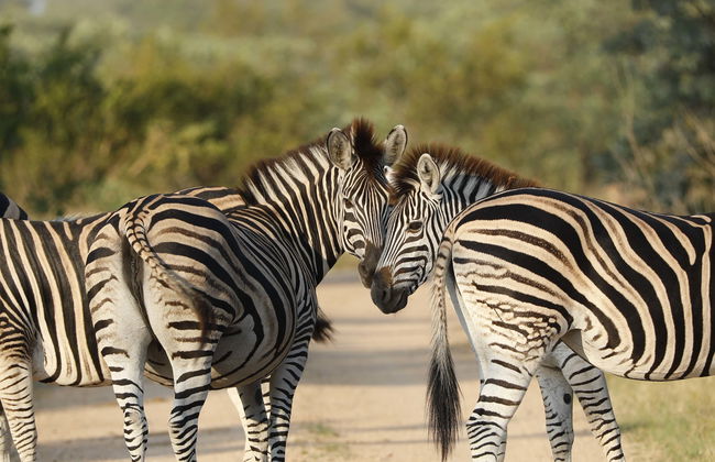 Safári de 3 dias pelo Parque Nacional Kruger - Foto 1