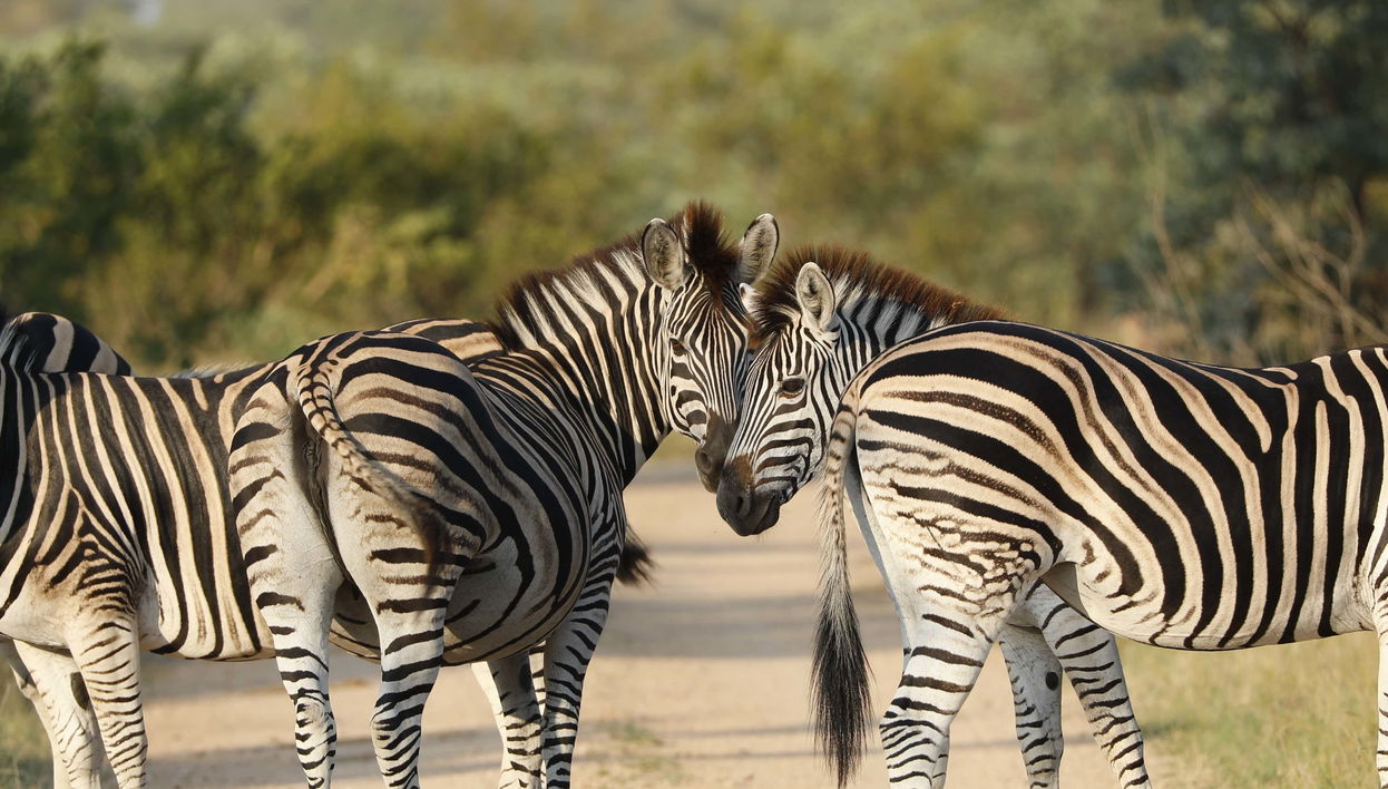 Safári de 3 dias pelo Parque Nacional Kruger