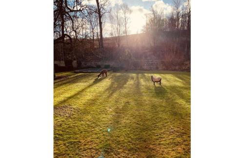 Castle Apartment "Cook" - Photo 10