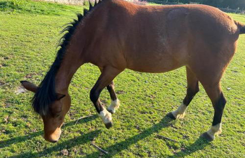Casa Camiño do Eume - Foto 33
