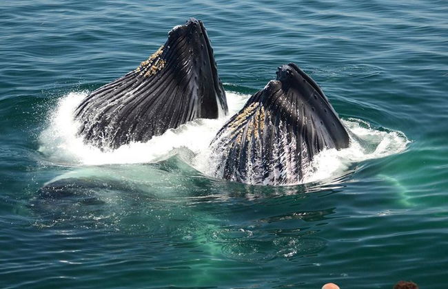 Crucero de avistamiento de ballenas del New England Aquarium - Foto 8