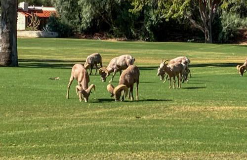 Borrego Springs Getaway with Private Pool and Views! - Foto 38