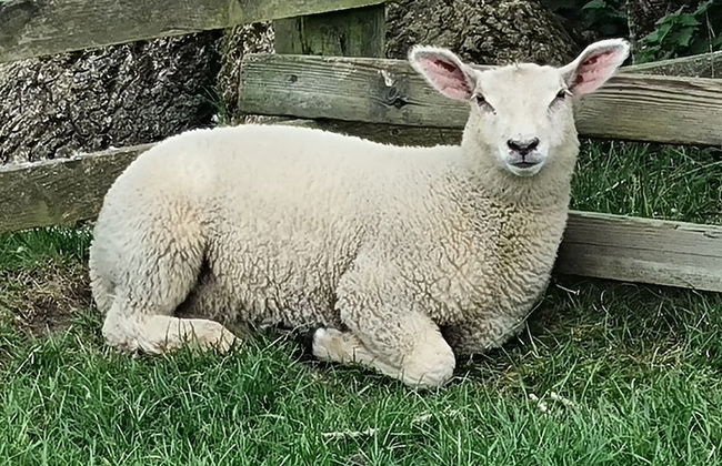 Paddock Cottage - Thorpe Arnold, Melton Mowbray - Foto 25