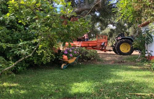 Monte do Rei Santo - Foto 49