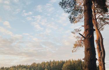 Sosnowe Domki - Photo 35