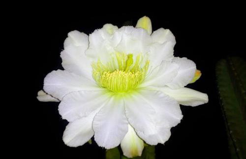 Casa com amplo quintal, churrasqueira e área verde - Foto 19