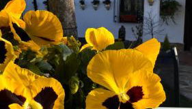 Cortijo Rodeo. Alojamiento Rural - Foto 3, Garden view