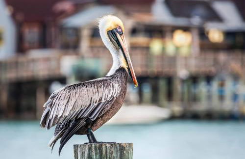 Luxury Home with Hot Tub & Outdoor Oasis blocks from the Beach - Foto 66