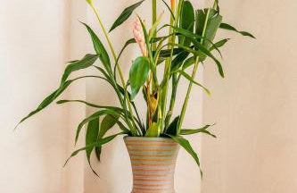 Mar e rio Orla Itacaré - Casa Flor - Foto 82