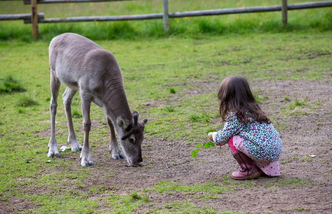 Ounasvaara Lakituvat chalets - Foto 37