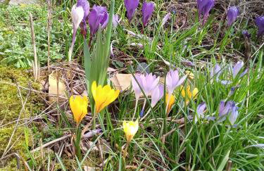 Ferienwohnung zum Sebnitzer Hirsch - Photo 49