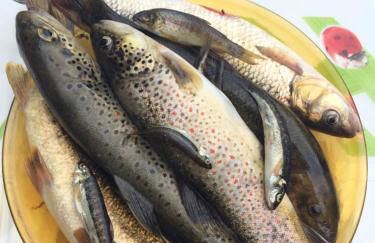 RIBES - Chalet Gîte au coeur de la nature - Foto 35