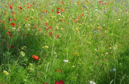 Holiday Apartment Finkennest - Foto 53